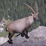 Allalinblick Appartement Saas Fee