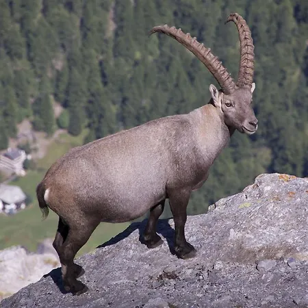 Allalinblick Apartman Saas Fee