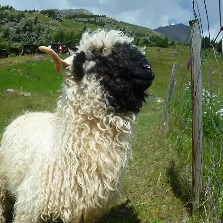 Apartman Allalinblick Saas Fee