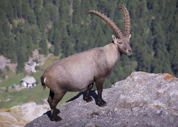 Allalinblick Apartmán Saas Fee