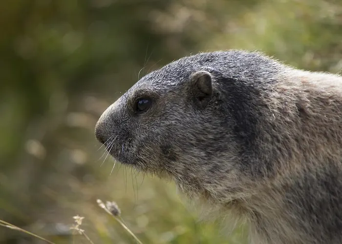 Apartmán Allalinblick